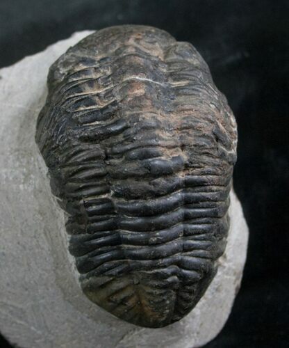 Bargain Phacops Trilobite From Morocco - #7956